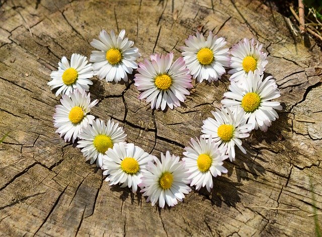 Daisy Chain Heart