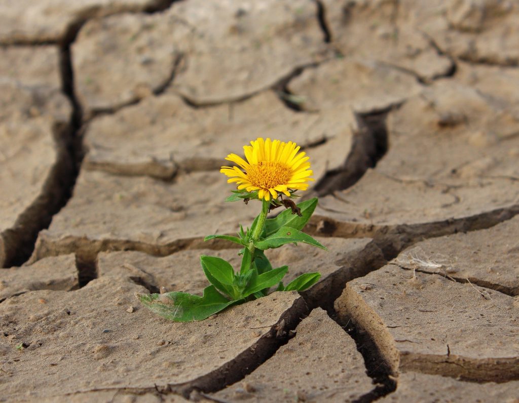 Flower in mud